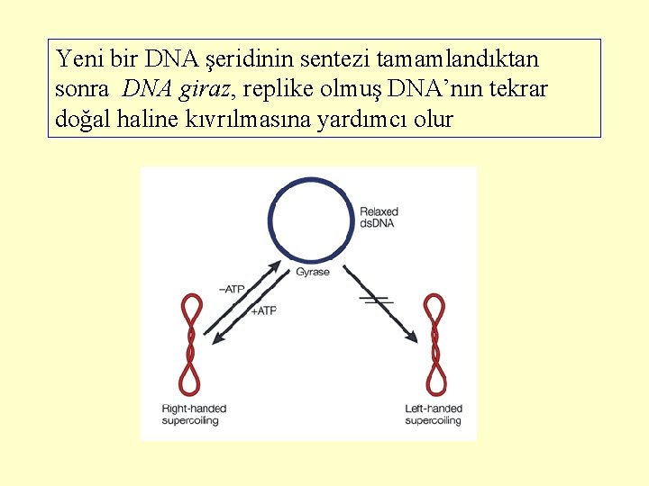 Yeni bir DNA şeridinin sentezi tamamlandıktan sonra DNA giraz, replike olmuş DNA’nın tekrar doğal
