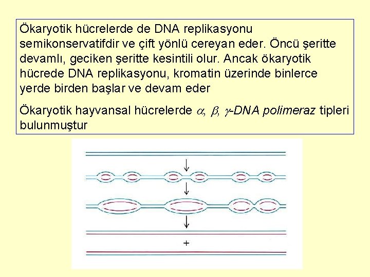Ökaryotik hücrelerde de DNA replikasyonu semikonservatifdir ve çift yönlü cereyan eder. Öncü şeritte devamlı,