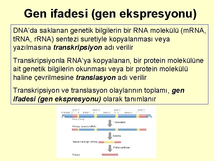 Gen ifadesi (gen ekspresyonu) DNA’da saklanan genetik bilgilerin bir RNA molekülü (m. RNA, t.