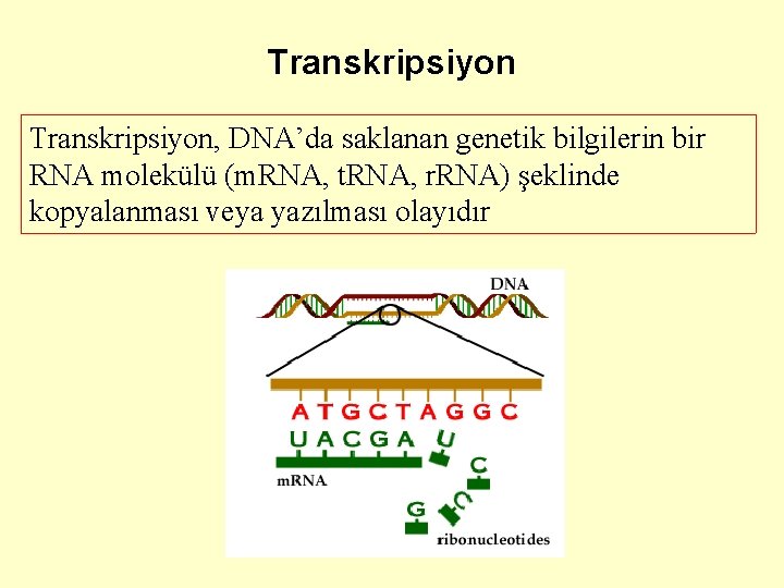 Transkripsiyon, DNA’da saklanan genetik bilgilerin bir RNA molekülü (m. RNA, t. RNA, r. RNA)