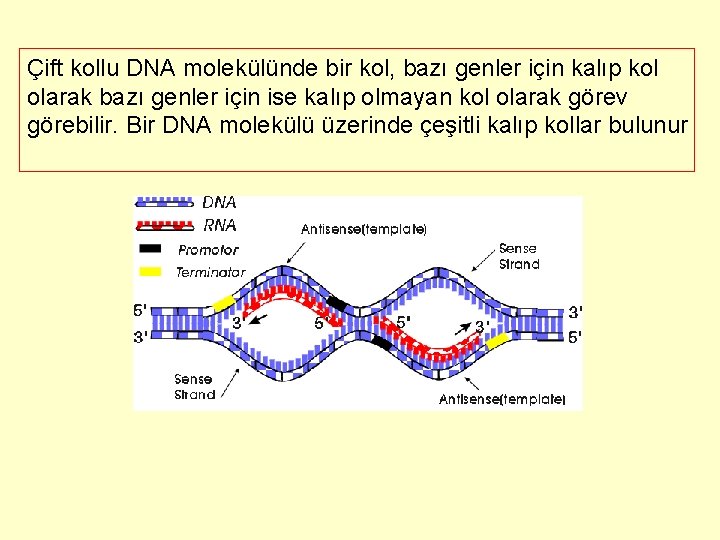 Çift kollu DNA molekülünde bir kol, bazı genler için kalıp kol olarak bazı genler