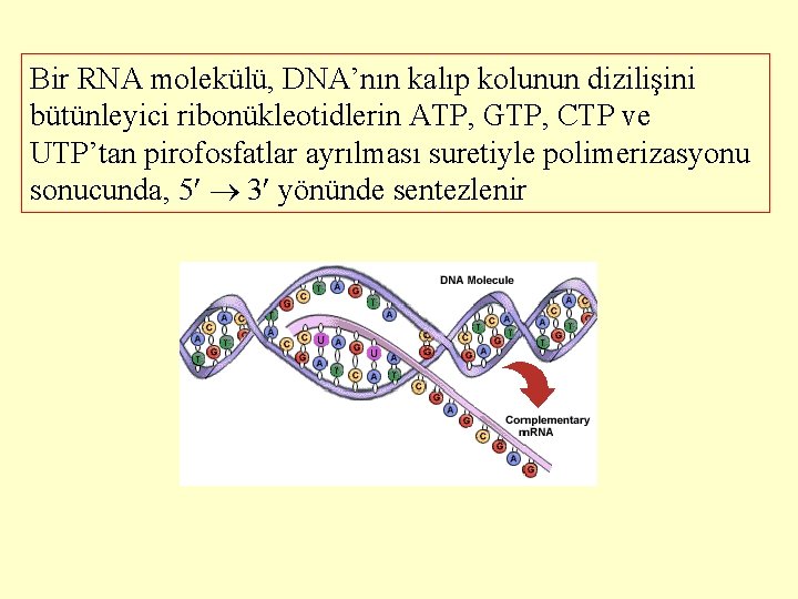 Bir RNA molekülü, DNA’nın kalıp kolunun dizilişini bütünleyici ribonükleotidlerin ATP, GTP, CTP ve UTP’tan