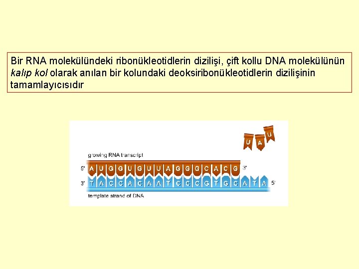 Bir RNA molekülündeki ribonükleotidlerin dizilişi, çift kollu DNA molekülünün kalıp kol olarak anılan bir