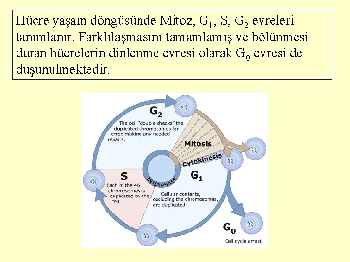 Hücre yaşam döngüsünde Mitoz, G 1, S, G 2 evreleri tanımlanır. Farklılaşmasını tamamlamış ve
