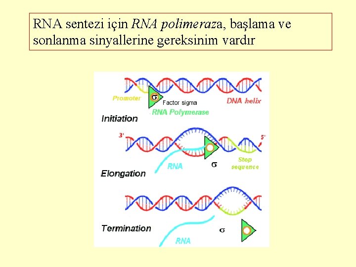 RNA sentezi için RNA polimeraza, başlama ve sonlanma sinyallerine gereksinim vardır 