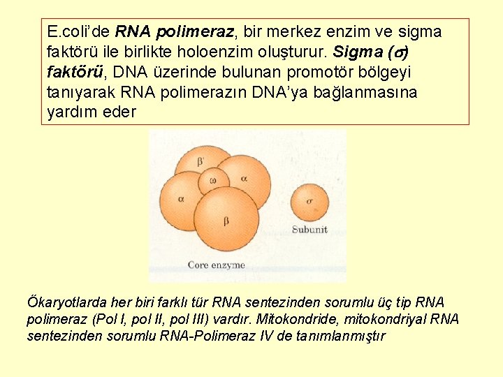 E. coli’de RNA polimeraz, bir merkez enzim ve sigma faktörü ile birlikte holoenzim oluşturur.