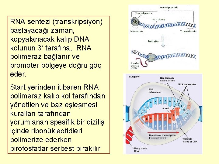 RNA sentezi (transkripsiyon) başlayacağı zaman, kopyalanacak kalıp DNA kolunun 3 tarafına, RNA polimeraz bağlanır