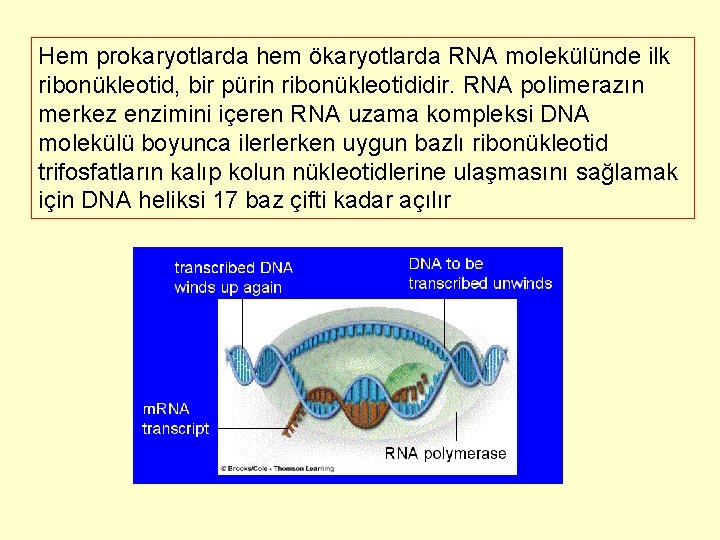 Hem prokaryotlarda hem ökaryotlarda RNA molekülünde ilk ribonükleotid, bir pürin ribonükleotididir. RNA polimerazın merkez