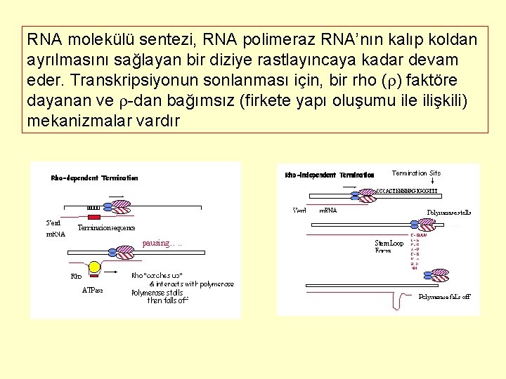 RNA molekülü sentezi, RNA polimeraz RNA’nın kalıp koldan ayrılmasını sağlayan bir diziye rastlayıncaya kadar