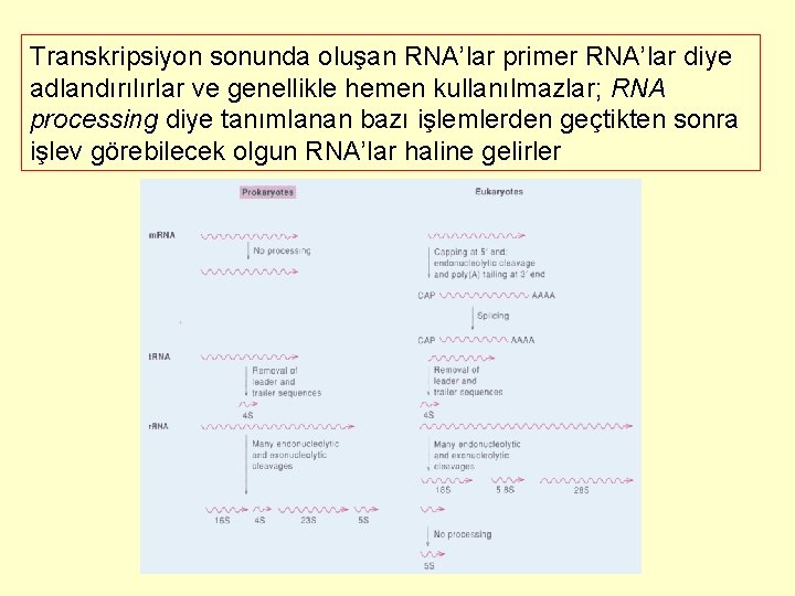 Transkripsiyon sonunda oluşan RNA’lar primer RNA’lar diye adlandırılırlar ve genellikle hemen kullanılmazlar; RNA processing