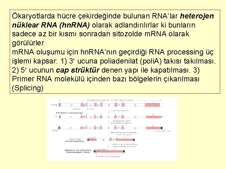 Ökaryotlarda hücre çekirdeğinde bulunan RNA’lar heterojen nüklear RNA (hn. RNA) olarak adlandırılırlar ki bunların