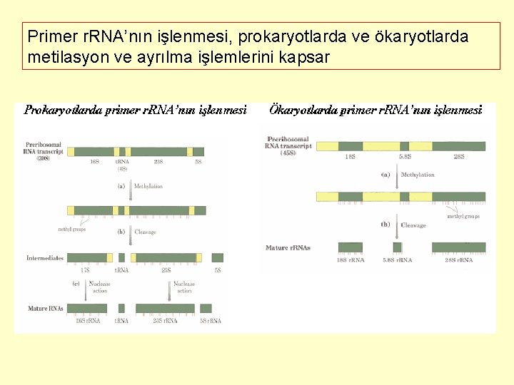 Primer r. RNA’nın işlenmesi, prokaryotlarda ve ökaryotlarda metilasyon ve ayrılma işlemlerini kapsar 