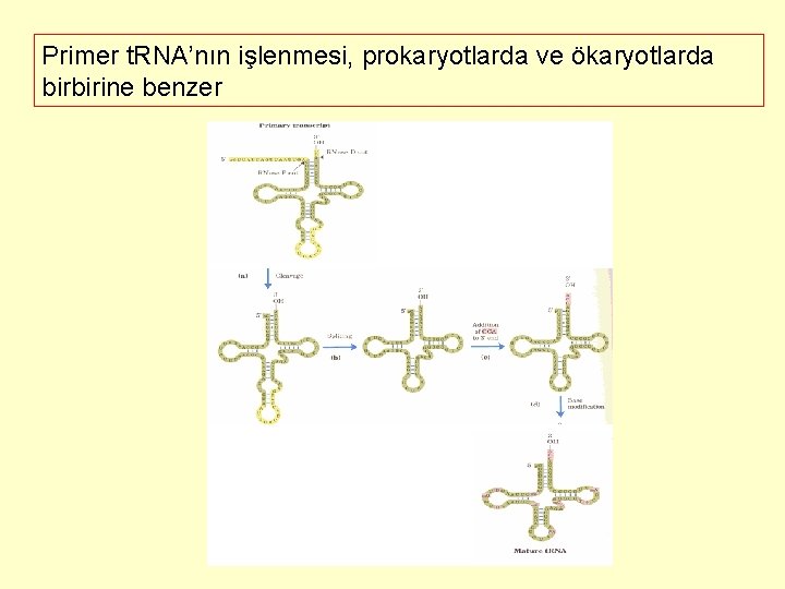 Primer t. RNA’nın işlenmesi, prokaryotlarda ve ökaryotlarda birbirine benzer 