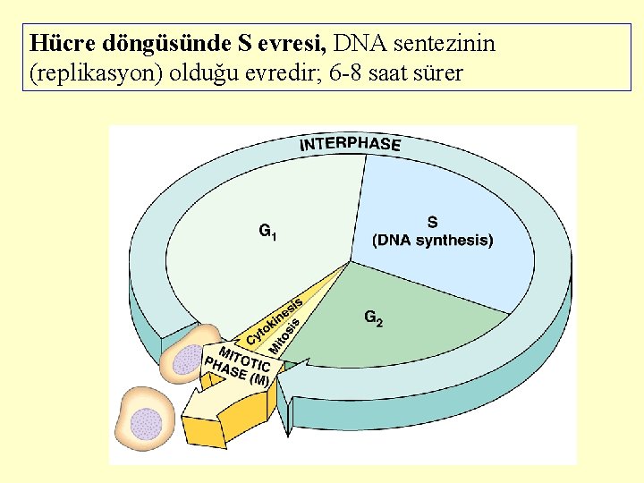 Hücre döngüsünde S evresi, DNA sentezinin (replikasyon) olduğu evredir; 6 -8 saat sürer 