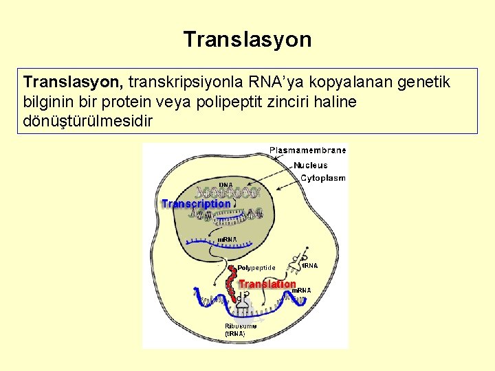 Translasyon, transkripsiyonla RNA’ya kopyalanan genetik bilginin bir protein veya polipeptit zinciri haline dönüştürülmesidir 