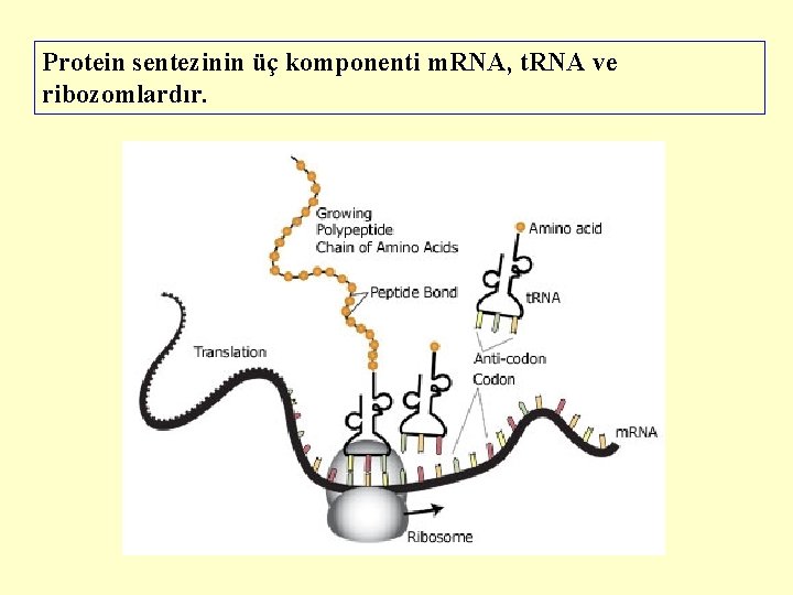 Protein sentezinin üç komponenti m. RNA, t. RNA ve ribozomlardır. 