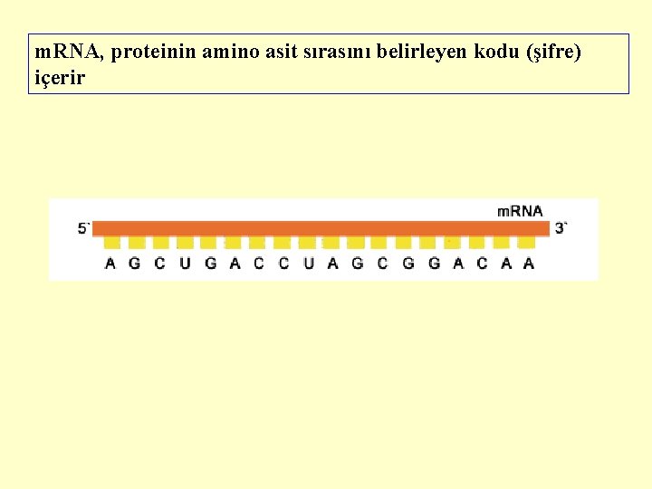 m. RNA, proteinin amino asit sırasını belirleyen kodu (şifre) içerir 