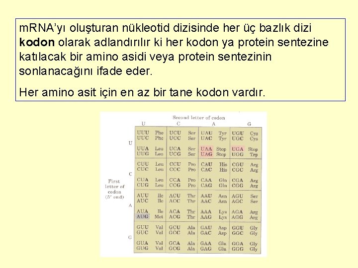 m. RNA’yı oluşturan nükleotid dizisinde her üç bazlık dizi kodon olarak adlandırılır ki her
