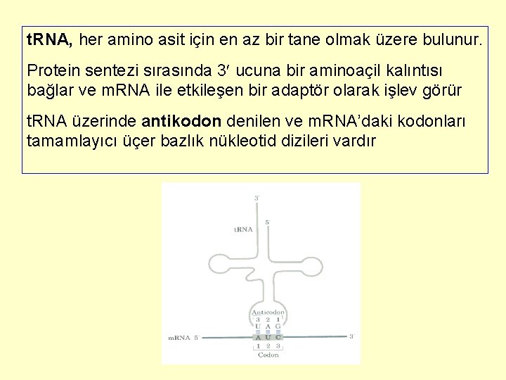 t. RNA, her amino asit için en az bir tane olmak üzere bulunur. Protein