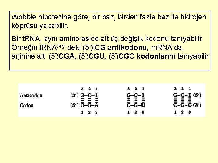 Wobble hipotezine göre, bir baz, birden fazla baz ile hidrojen köprüsü yapabilir. Bir t.