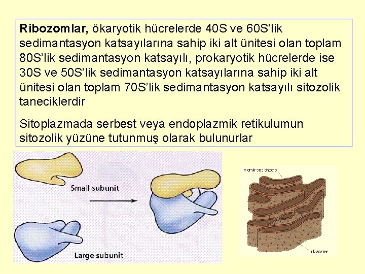 Ribozomlar, ökaryotik hücrelerde 40 S ve 60 S’lik sedimantasyon katsayılarına sahip iki alt ünitesi