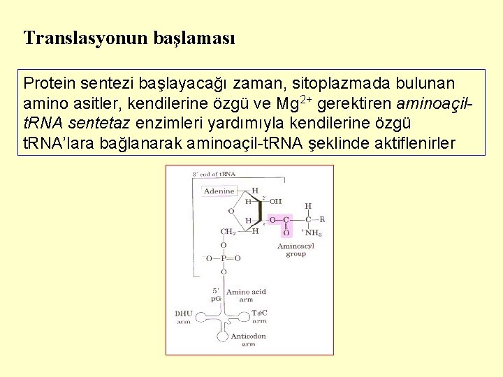 Translasyonun başlaması Protein sentezi başlayacağı zaman, sitoplazmada bulunan amino asitler, kendilerine özgü ve Mg