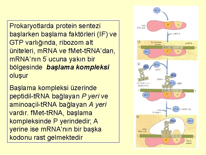 Prokaryotlarda protein sentezi başlarken başlama faktörleri (IF) ve GTP varlığında, ribozom alt üniteleri, m.