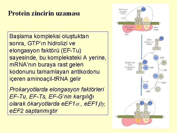 Protein zincirin uzaması Başlama kompleksi oluştuktan sonra, GTP’ın hidrolizi ve elongasyon faktörü (EF-Tu) sayesinde,