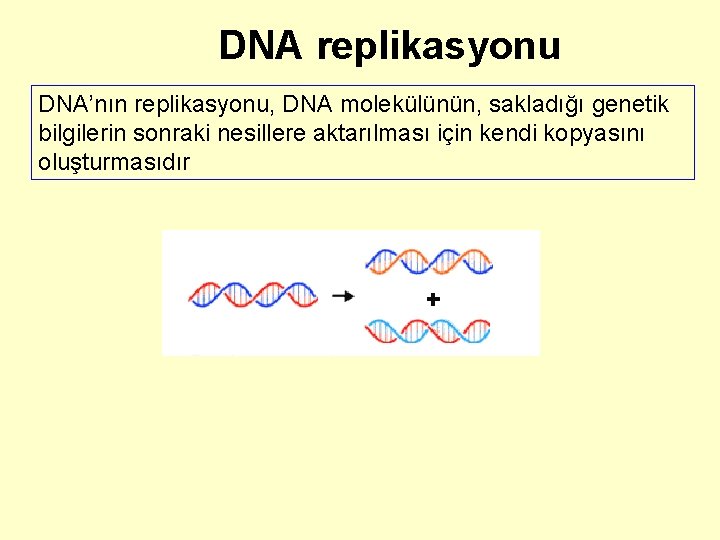 DNA replikasyonu DNA’nın replikasyonu, DNA molekülünün, sakladığı genetik bilgilerin sonraki nesillere aktarılması için kendi