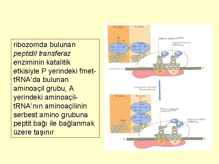 ribozomda bulunan peptidil transferaz enziminin katalitik etkisiyle P yerindeki fmett. RNA’da bulunan aminoaçil grubu,