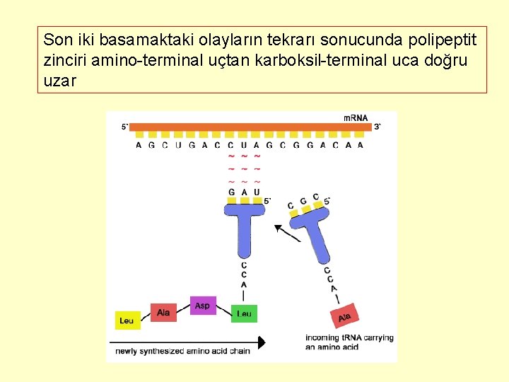 Son iki basamaktaki olayların tekrarı sonucunda polipeptit zinciri amino-terminal uçtan karboksil-terminal uca doğru uzar