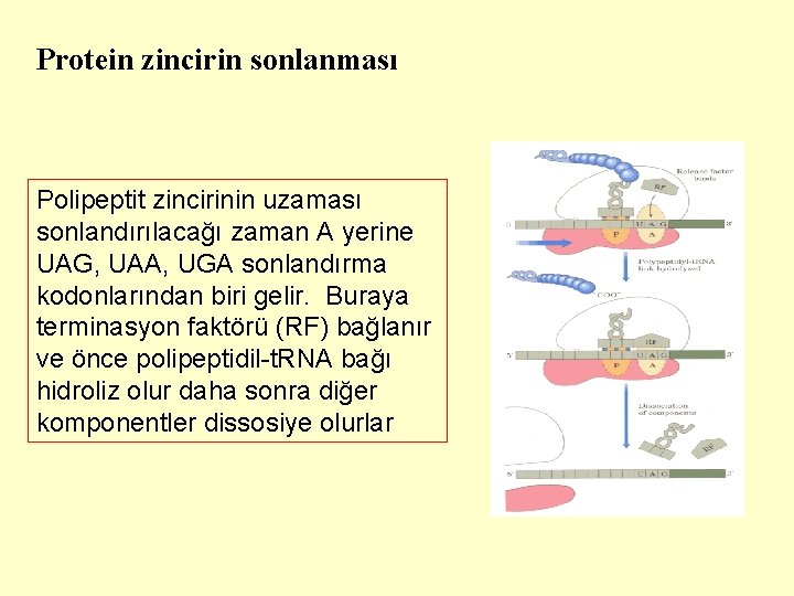Protein zincirin sonlanması Polipeptit zincirinin uzaması sonlandırılacağı zaman A yerine UAG, UAA, UGA sonlandırma