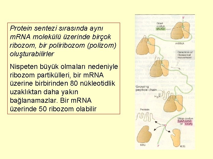 Protein sentezi sırasında aynı m. RNA molekülü üzerinde birçok ribozom, bir poliribozom (polizom) oluşturabilirler