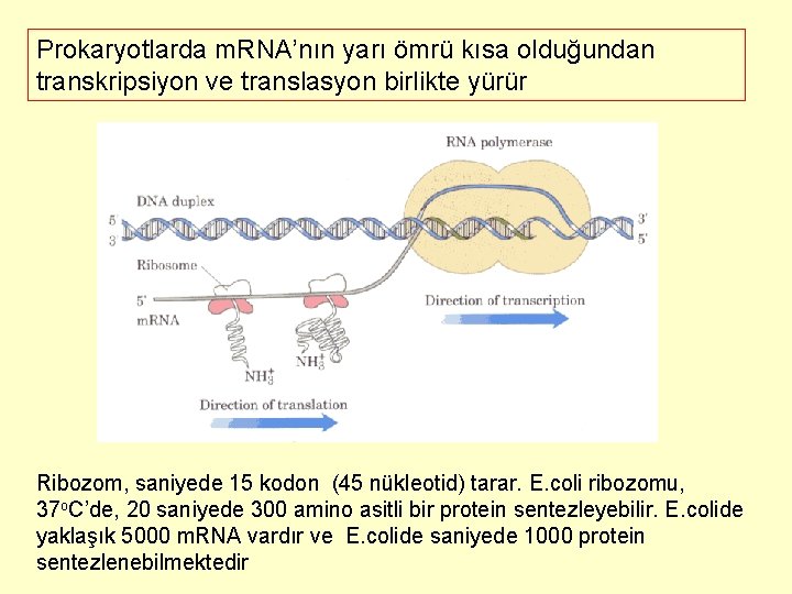 Prokaryotlarda m. RNA’nın yarı ömrü kısa olduğundan transkripsiyon ve translasyon birlikte yürür Ribozom, saniyede