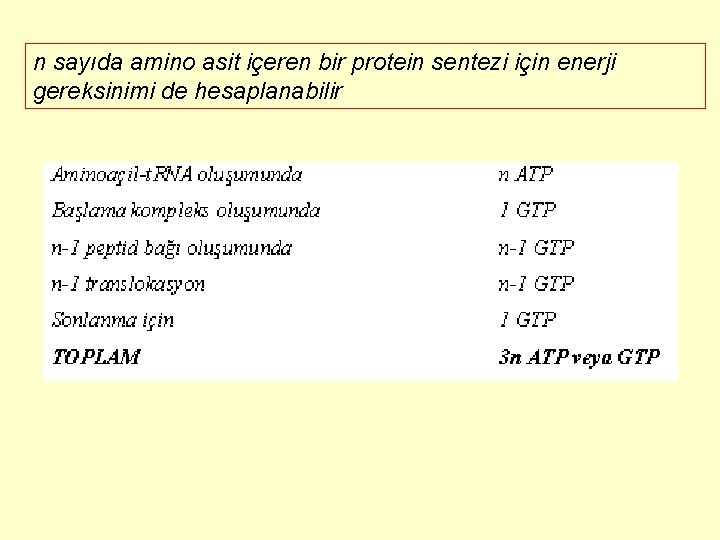 n sayıda amino asit içeren bir protein sentezi için enerji gereksinimi de hesaplanabilir 