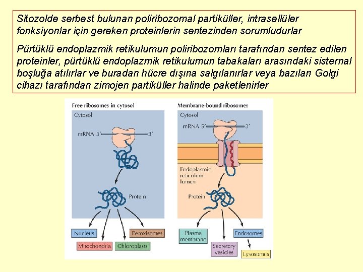 Sitozolde serbest bulunan poliribozomal partiküller, intrasellüler fonksiyonlar için gereken proteinlerin sentezinden sorumludurlar Pürtüklü endoplazmik