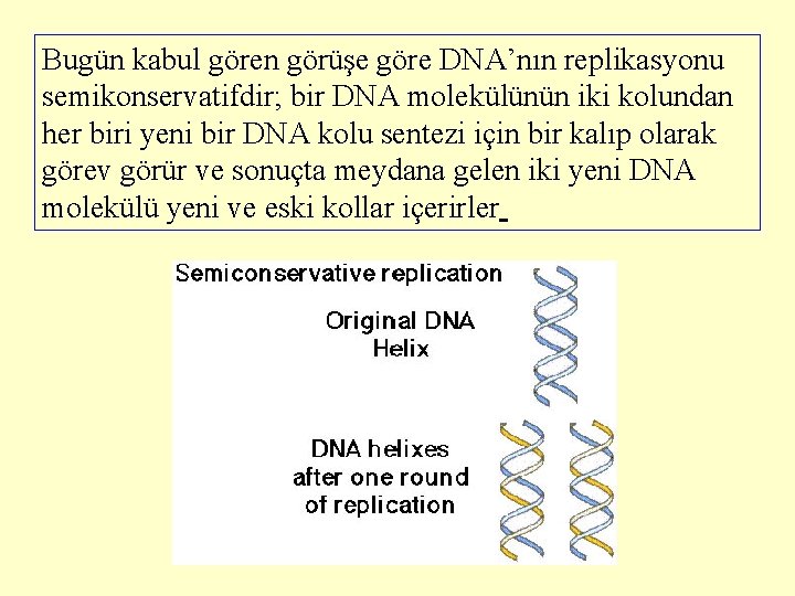Bugün kabul gören görüşe göre DNA’nın replikasyonu semikonservatifdir; bir DNA molekülünün iki kolundan her