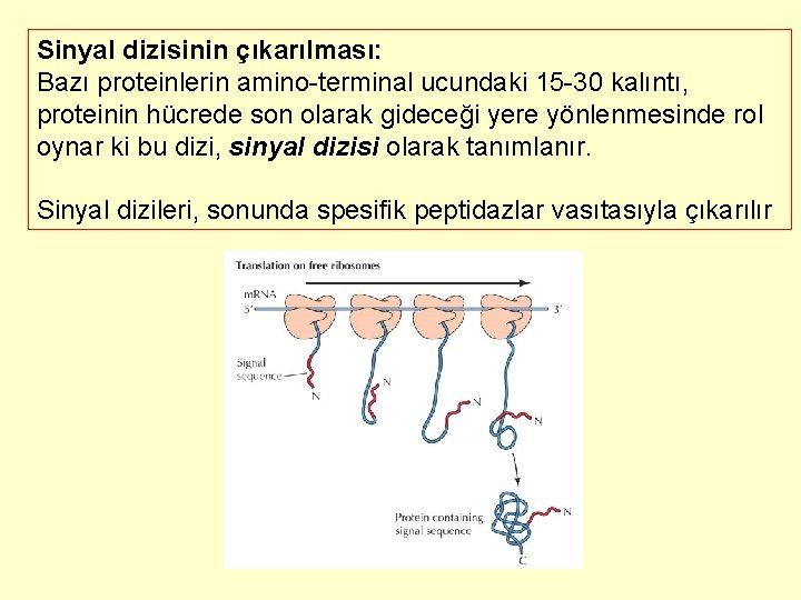 Sinyal dizisinin çıkarılması: Bazı proteinlerin amino-terminal ucundaki 15 -30 kalıntı, proteinin hücrede son olarak