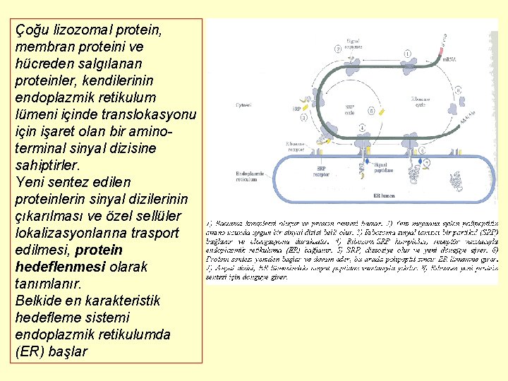 Çoğu lizozomal protein, membran proteini ve hücreden salgılanan proteinler, kendilerinin endoplazmik retikulum lümeni içinde