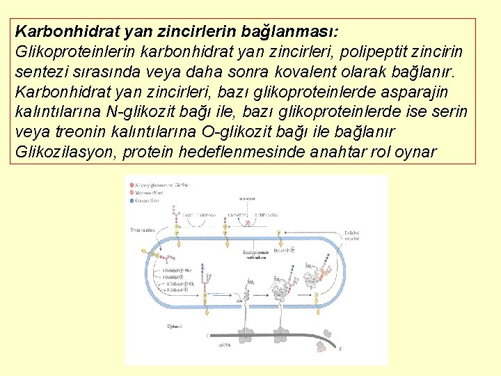 Karbonhidrat yan zincirlerin bağlanması: Glikoproteinlerin karbonhidrat yan zincirleri, polipeptit zincirin sentezi sırasında veya daha
