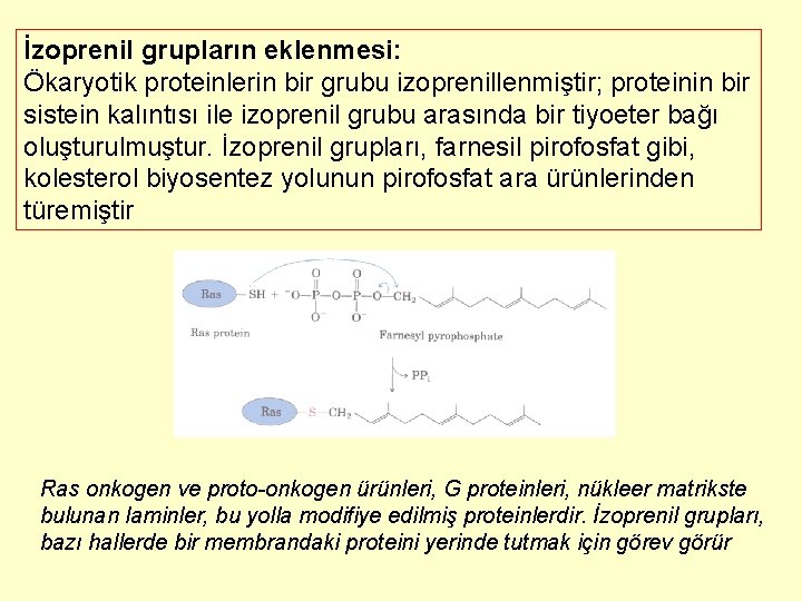 İzoprenil grupların eklenmesi: Ökaryotik proteinlerin bir grubu izoprenillenmiştir; proteinin bir sistein kalıntısı ile izoprenil