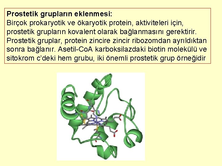 Prostetik grupların eklenmesi: Birçok prokaryotik ve ökaryotik protein, aktiviteleri için, prostetik grupların kovalent olarak