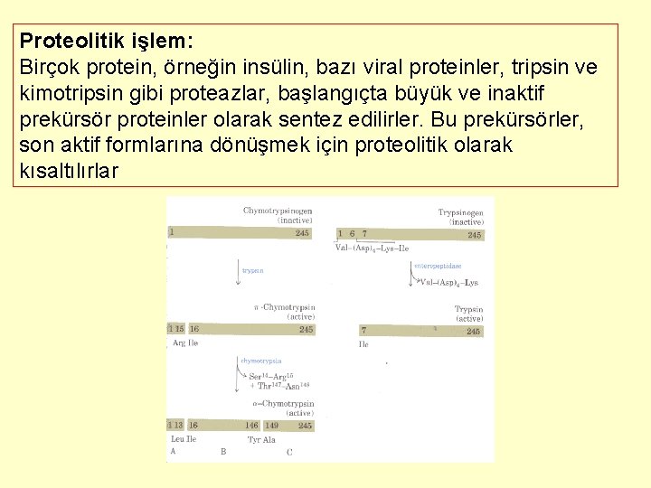 Proteolitik işlem: Birçok protein, örneğin insülin, bazı viral proteinler, tripsin ve kimotripsin gibi proteazlar,