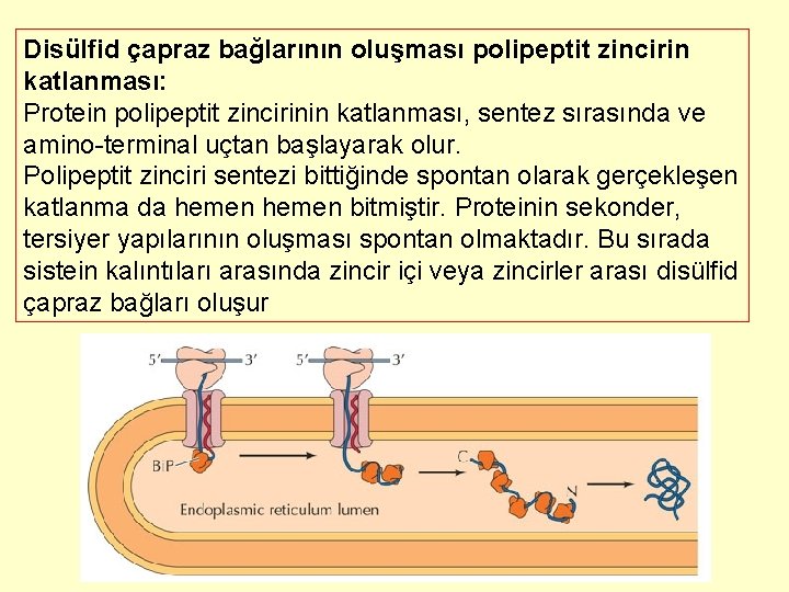 Disülfid çapraz bağlarının oluşması polipeptit zincirin katlanması: Protein polipeptit zincirinin katlanması, sentez sırasında ve