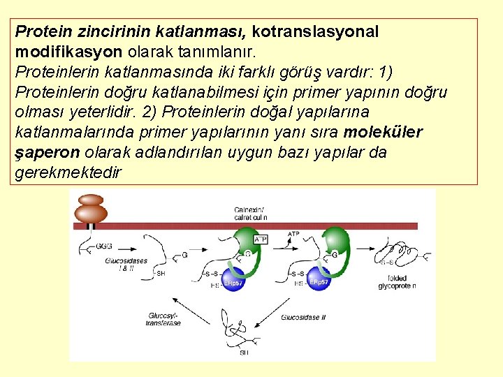 Protein zincirinin katlanması, kotranslasyonal modifikasyon olarak tanımlanır. Proteinlerin katlanmasında iki farklı görüş vardır: 1)