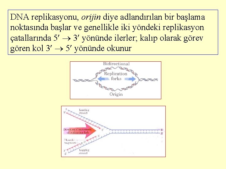 DNA replikasyonu, orijin diye adlandırılan bir başlama noktasında başlar ve genellikle iki yöndeki replikasyon