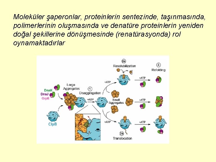 Moleküler şaperonlar, proteinlerin sentezinde, taşınmasında, polimerlerinin oluşmasında ve denatüre proteinlerin yeniden doğal şekillerine dönüşmesinde