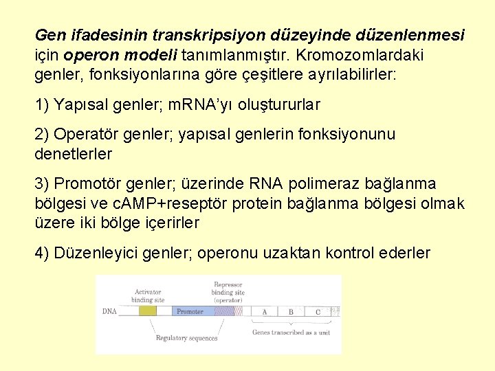 Gen ifadesinin transkripsiyon düzeyinde düzenlenmesi için operon modeli tanımlanmıştır. Kromozomlardaki genler, fonksiyonlarına göre çeşitlere