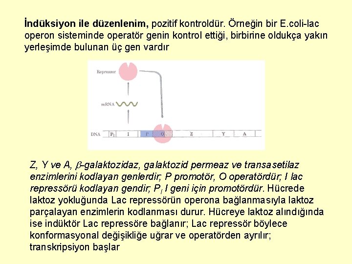 İndüksiyon ile düzenlenim, pozitif kontroldür. Örneğin bir E. coli-lac operon sisteminde operatör genin kontrol