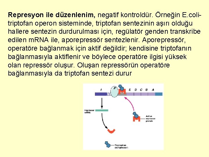 Represyon ile düzenlenim, negatif kontroldür. Örneğin E. colitriptofan operon sisteminde, triptofan sentezinin aşırı olduğu